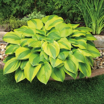 Funkie hosta Velvet Moon 1 st.