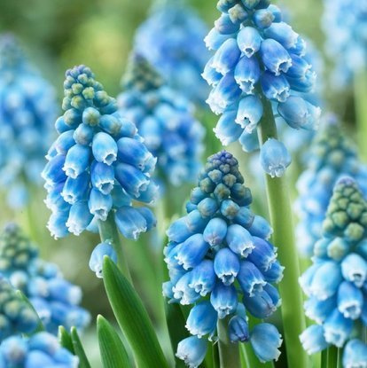 Traubenhyazinthe Muscari Atlantic 10 st.