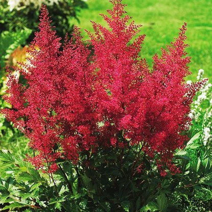 Astilbe Prachtspiere Montgomery 1 st.