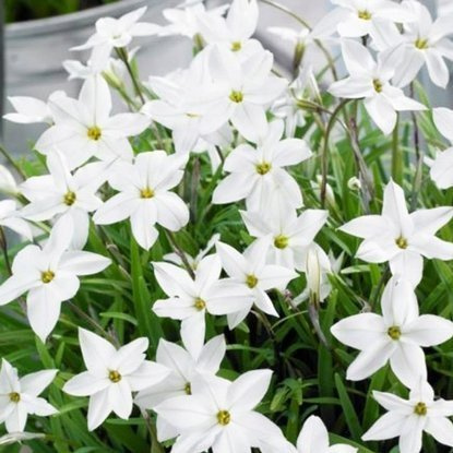 Sternblume Frühlingsstern Alberto Castello 10 st.