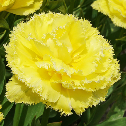 Crispa Gefüllte Tulpe Lemon Shoot 5 st.