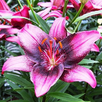 asiatische Lilie Purple Eye 1 st.