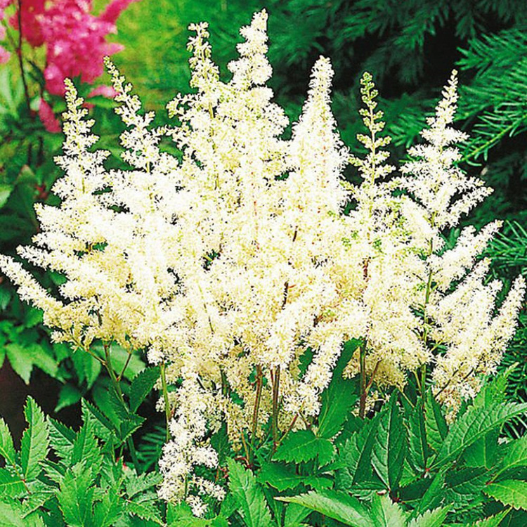 Astilbe Weiße Prachtspiere Deutschland 1 st.