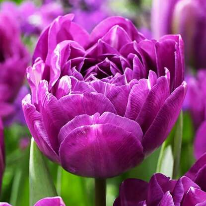 Zwerg Tulpe Fashion 5 st.