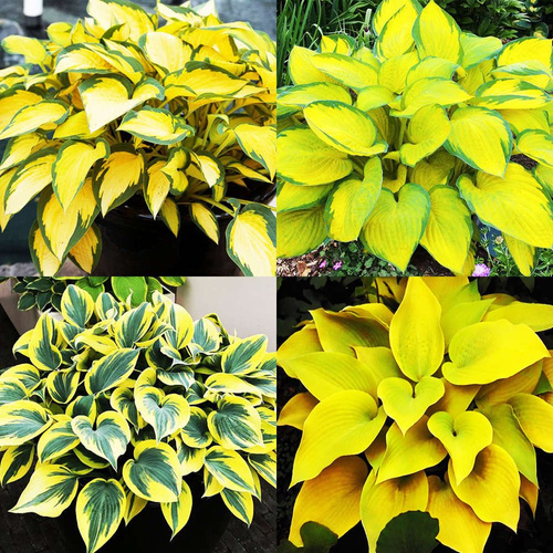  1er-Set Funkia (Hosta) Bestseller 4-tlg