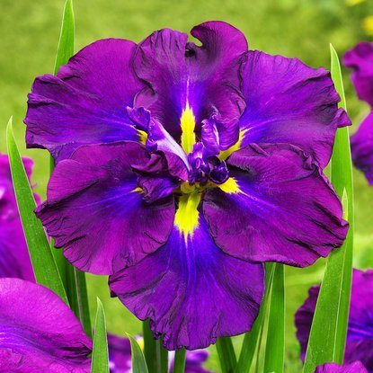 Schwertlilie Iris Ensata Dinner Plate Bluberry Pie 1 st.