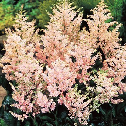 Astilbe Prachtspiere Europa 1 st.