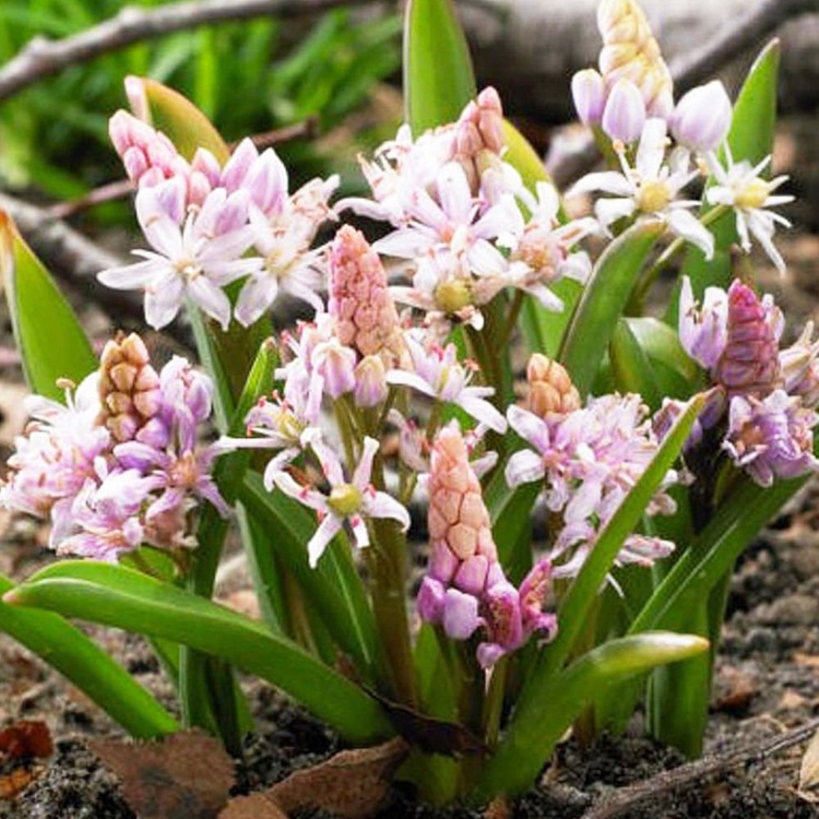 Blausterne Scilla Rose Bifolia pink 10 st.