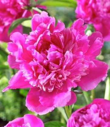 Pfingstrose Päonie  Amabilis 1 st.