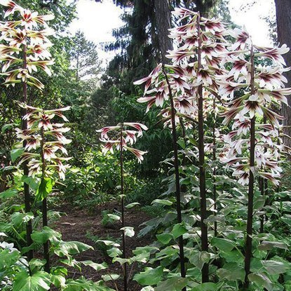 Riesenlilie Himalaya Cardiocrinium Giganteum 1 st.