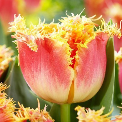 Crispa Tulpe Joint Devision 5 st.