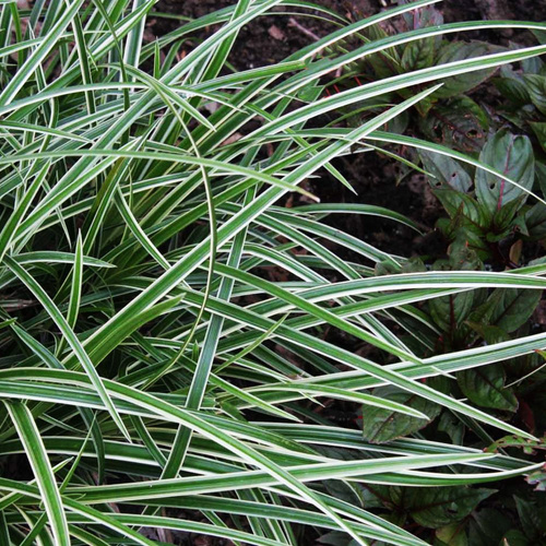 Carex Japan Teppich Segge Ice Dance 1 st.