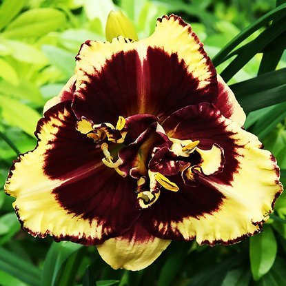 Taglilie Hemerocallis Tiger Blood 1 st.