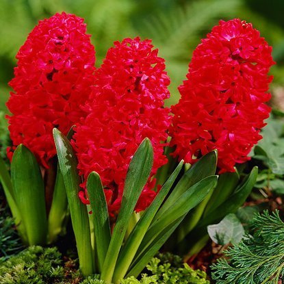 Präparierte Hyacinthus Jan Bos 3 st.