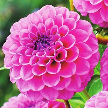 Dahlie Pompon Boy Scout 1 st.