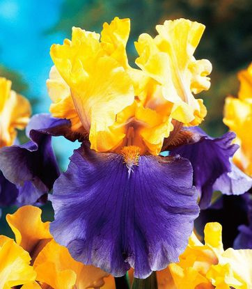 Schwertlilie Iris Germanica Edith Wolford 1 st.
