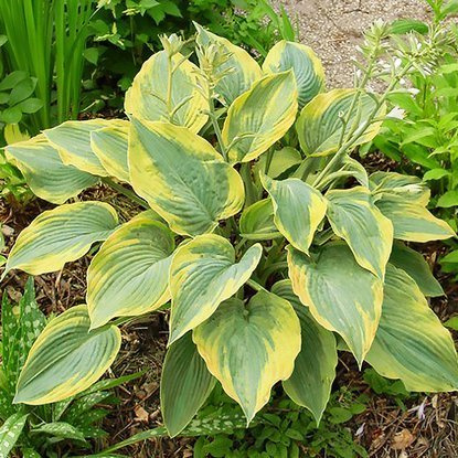 Funkie hosta Alvatine Taylor 1 st.