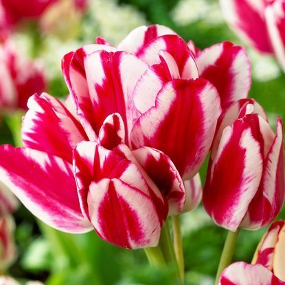 Mehrblütig Tulpe Flaming club 5 st.