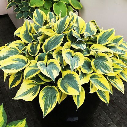 Funkie hosta Ben Vernooij 1 st.