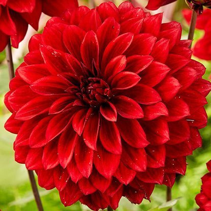 Dahlie Dekorativ Rot 1 st.