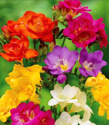 Freesien Einzelne Mix 10 st.