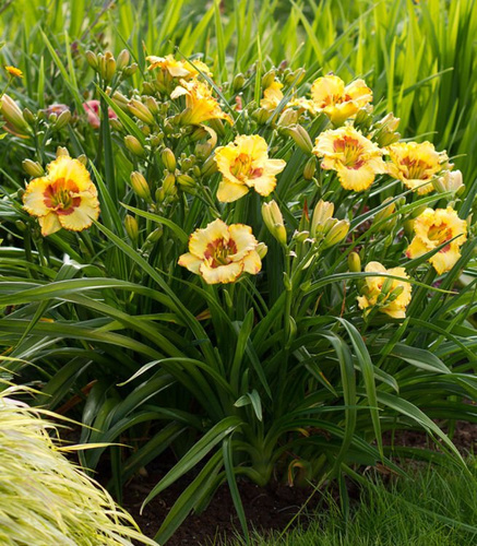 Taglilie Hemerocallis Irrestible Charm 1 st.