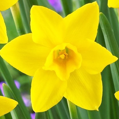 Jonquilla Narcissus Sweetness 5 st.