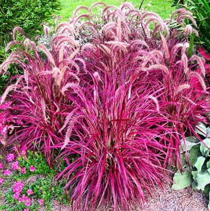 Chinaschilf Ziergräser Miscanthus Purple Fall 1 st.