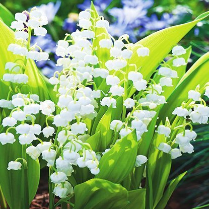 Maiglöckchen Convallaria majowa 1 st.