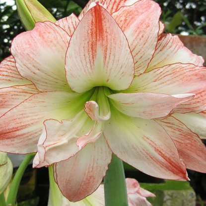 Rittersterne Hippeastrum Aphrodite 1 st.