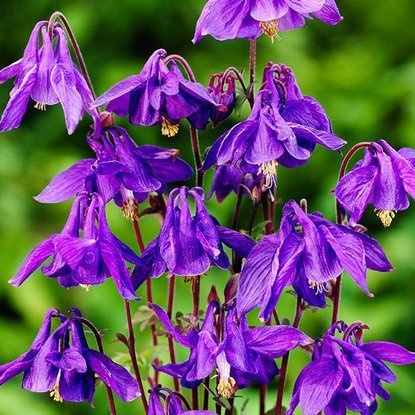 Akeleien Aquilegia Alpina 1 st.