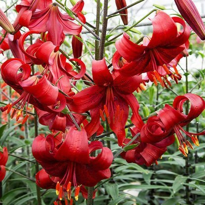 Tigerlilie Lilium Redflavour 1 st.