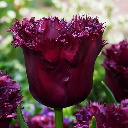 Crispa Tulpe Gorilla 5 st.