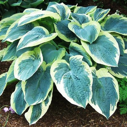 Funkie hosta American Halo 1 st.