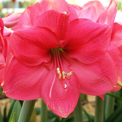 Rittersterne Hippeastrum Pink Rival 1 st.