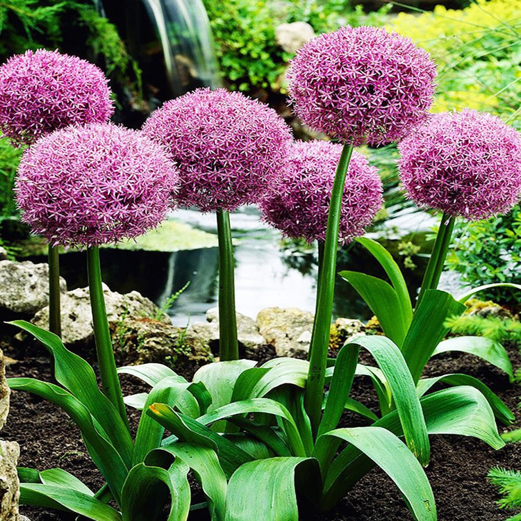 Allium Riesenlauch Globemaster 1 st.