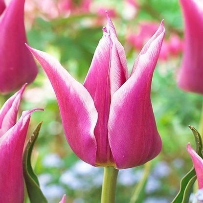 Lilien Tulpe Ballade 5 st.