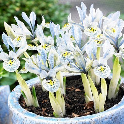 Netzblatt Schwertlilie Katherine Hodkin 10 st.