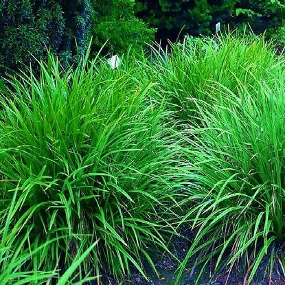 Carex Japan Teppich Segge Irisch Green 1 st.