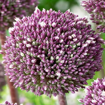 Allium Zierlauch Summer Drumer 1 st.