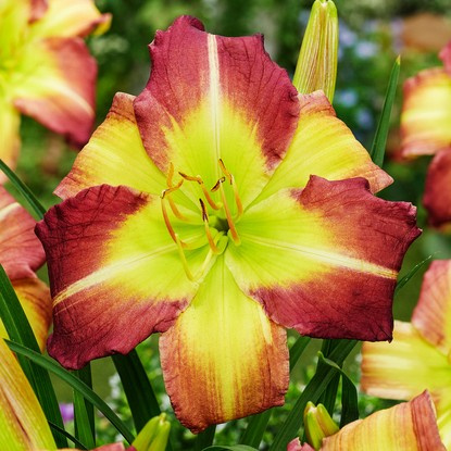 Taglilie Hemerocallis Milke Reed 1 st.