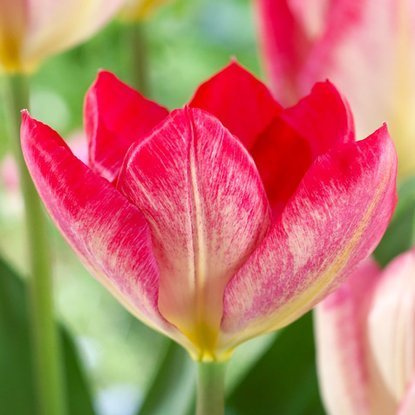 Fosteriana Tulpe Flaming Purissima 5 st.