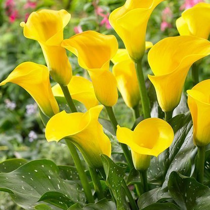 Calla Zantedeschie Gelbe 1 st.