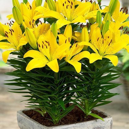 asiatische  Zwerglilie Bright Pixie 1 st.