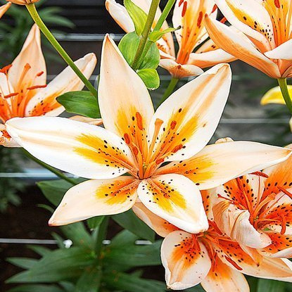 asiatische Lilie Orange Electric 1 st.