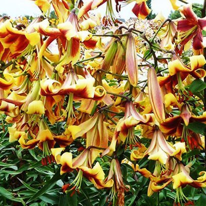 Tree Lilie Robert Swanson 1 st.