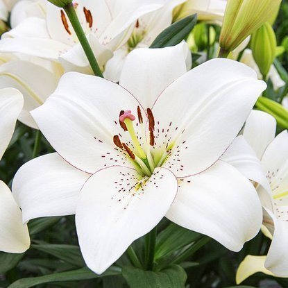 asiatische Lilie Eyeliner 1 st.