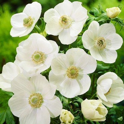 Anemone Windröschen Bride 10 st.