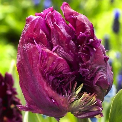 Papageien Tulpe Parrot Prince 5 st.