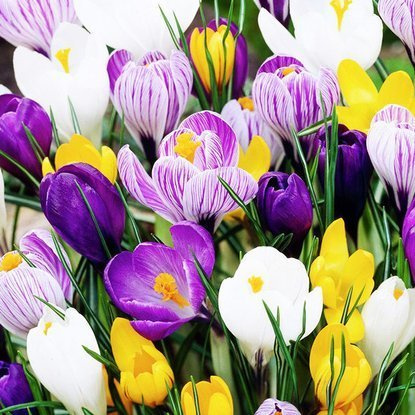 Mischung WOW MIX Krokusse Großblütiges Krokusse 50 st.